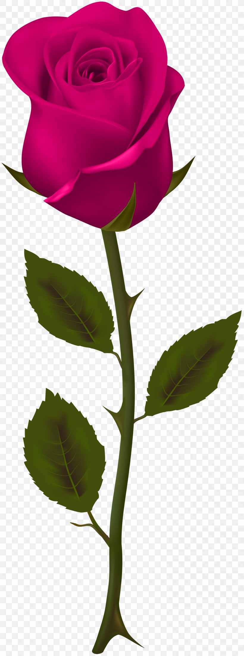 Rose Image Clip Art Pink, PNG, 2985x8000px, Rose, Art, Botany, Bud, Drawing Download Free