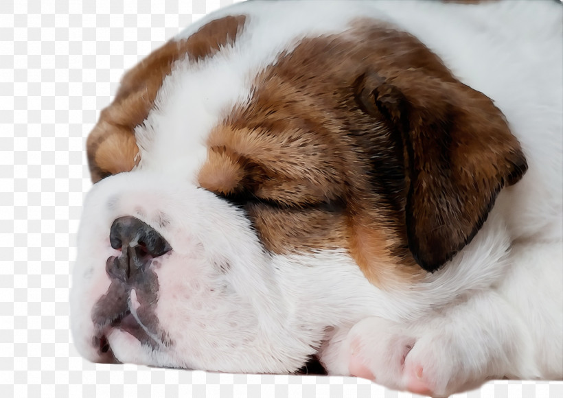 St. Bernard Puppy Snout Companion Dog Breed, PNG, 1808x1280px, Watercolor, Breed, Companion Dog, Crossbreed, Dog Download Free