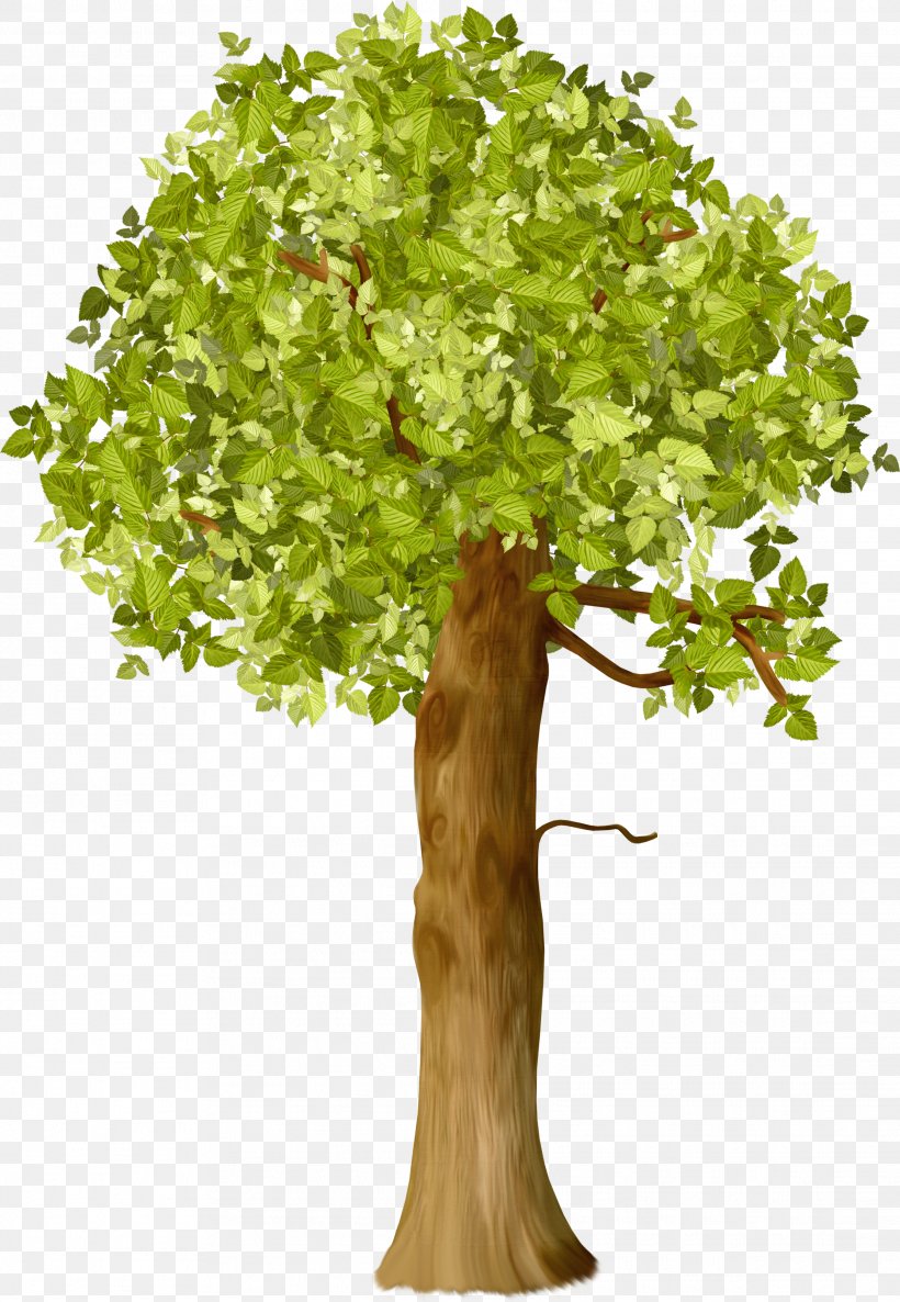 Tree Shrub Agronom To Branch Plants, PNG, 2229x3224px, Tree, Agronom To, Branch, Conifers, Flowerpot Download Free