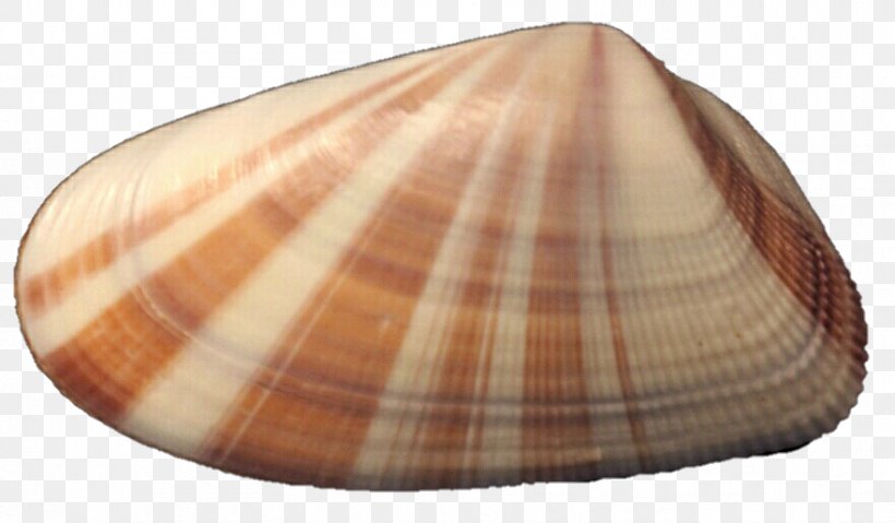 Clam Cockle Mussel Oyster Seashell, PNG, 881x515px, Clam, Clams Oysters Mussels And Scallops, Cockle, Conchology, Invertebrate Download Free