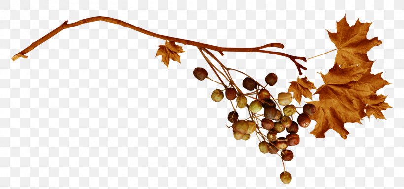 Leaf Branch, PNG, 1600x753px, Leaf, Autumn, Branch, Drawing, Fruit Download Free