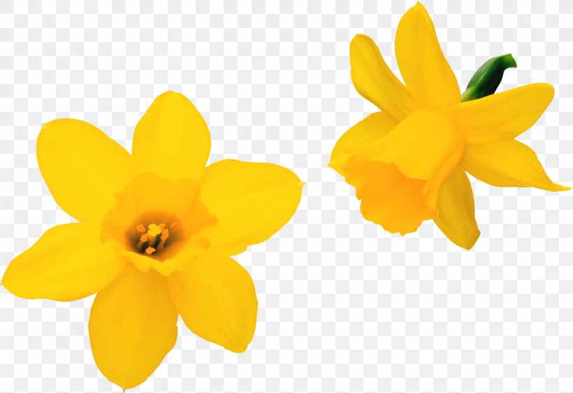 Flower Daffodil Clip Art, PNG, 2597x1780px, Flower, Amaryllis Family, Cut Flowers, Daffodil, Flower Bouquet Download Free