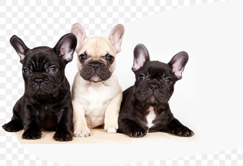 French Bulldog Puppy Maltese Dog Chihuahua, PNG, 1023x700px, French Bulldog, Beagle, Bichon Frise, Breed, Bulldog Download Free