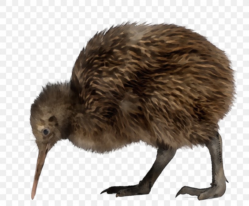 Kiwi, PNG, 1071x888px, Watercolor, Beak, Bird, Emu, Flightless Bird Download Free