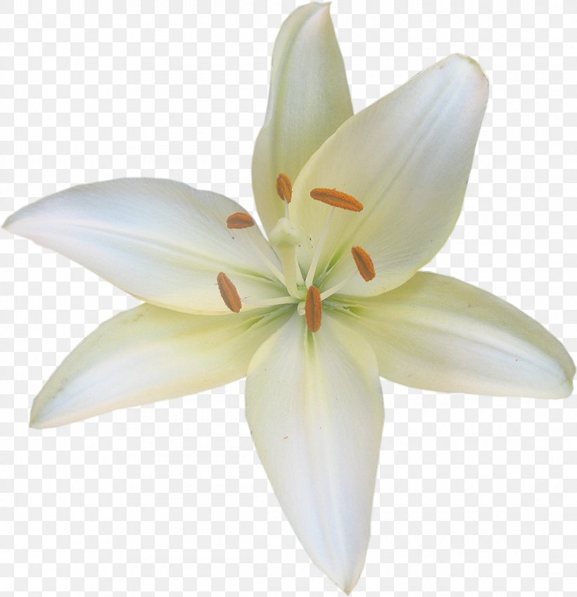 Lilium Candidum Flower Fleur-de-lis Liliaceae Clip Art, PNG, 1160x1200px, Lilium Candidum, Cut Flowers, Fleurdelis, Flower, Flowering Plant Download Free