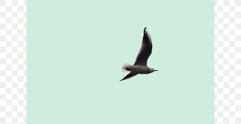 Seabird Flight Beak Image, PNG, 640x423px, Bird, Beak, Fauna, Flight, Public Domain Download Free