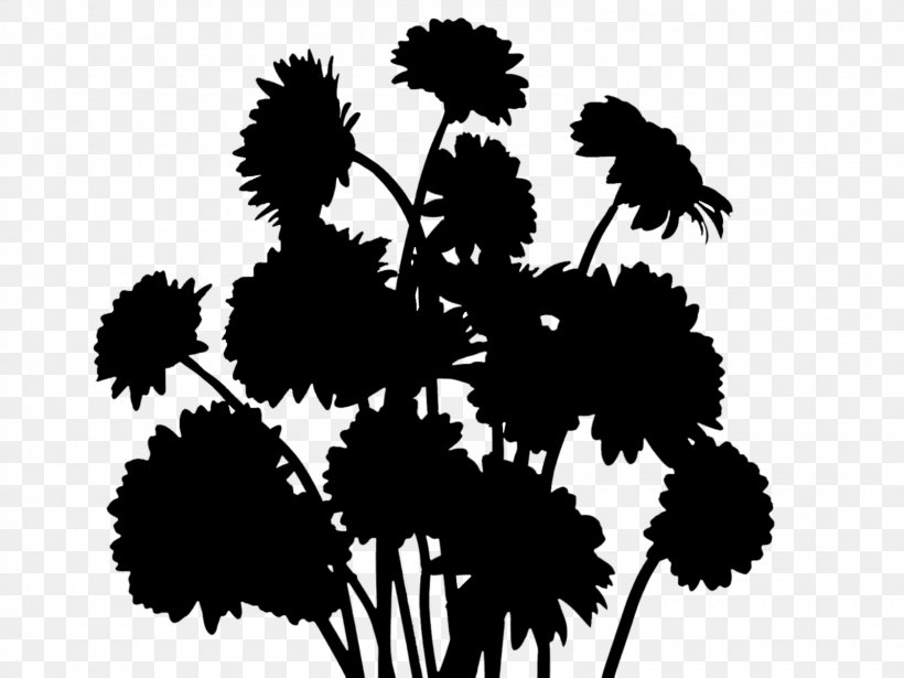 Black & White, PNG, 1600x1200px, Black White M, Arecales, Black M, Blackandwhite, Botany Download Free