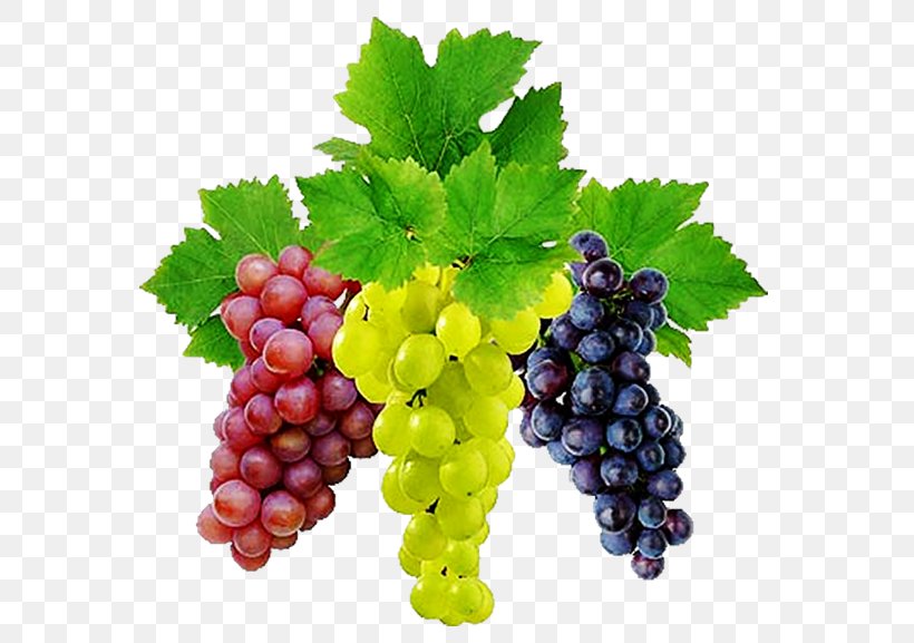 Common Grape Vine Wine, PNG, 600x577px, Common Grape Vine, Food, Fruit, Grape, Grape Leaves Download Free