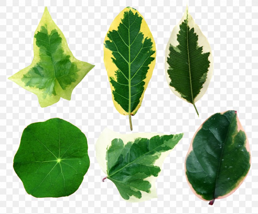 Leaf Clip Art, PNG, 1600x1331px, Leaf, Herb, Ivy, Photography, Plant Download Free