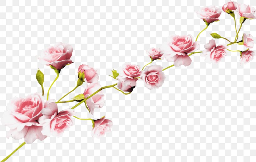 Rose Flower Pink Clip Art, PNG, 1024x650px, Rose, Audio Video Interleave, Blossom, Branch, Cherry Blossom Download Free