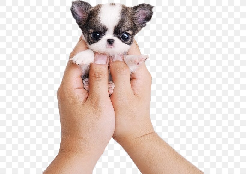 Chihuahua Siberian Husky Puppy Cat Cuteness, PNG, 540x581px, Chihuahua, American Kennel Club, Animal, Boo, Carnivoran Download Free