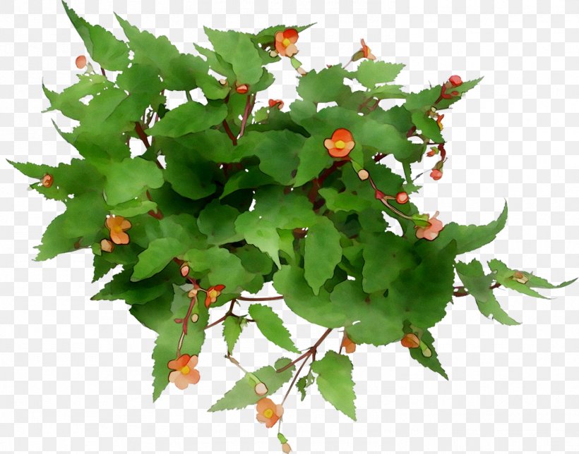 M / 0d Leaf Tree, PNG, 1499x1178px, M 0d, Flower, Flowering Plant, Holly, Houseplant Download Free