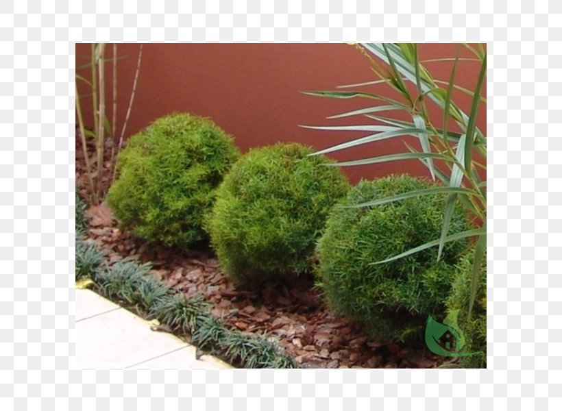 Vegetation Flowerpot Landscape Tree Evergreen, PNG, 600x600px, Vegetation, Evergreen, Family, Flowerpot, Garden Download Free