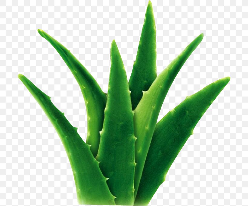 Aloe Vera Extract Succulent Plant Gel Herb, PNG, 704x683px, Aloe Vera, Aloe, Aloe Emodin, Emodin, Extract Download Free