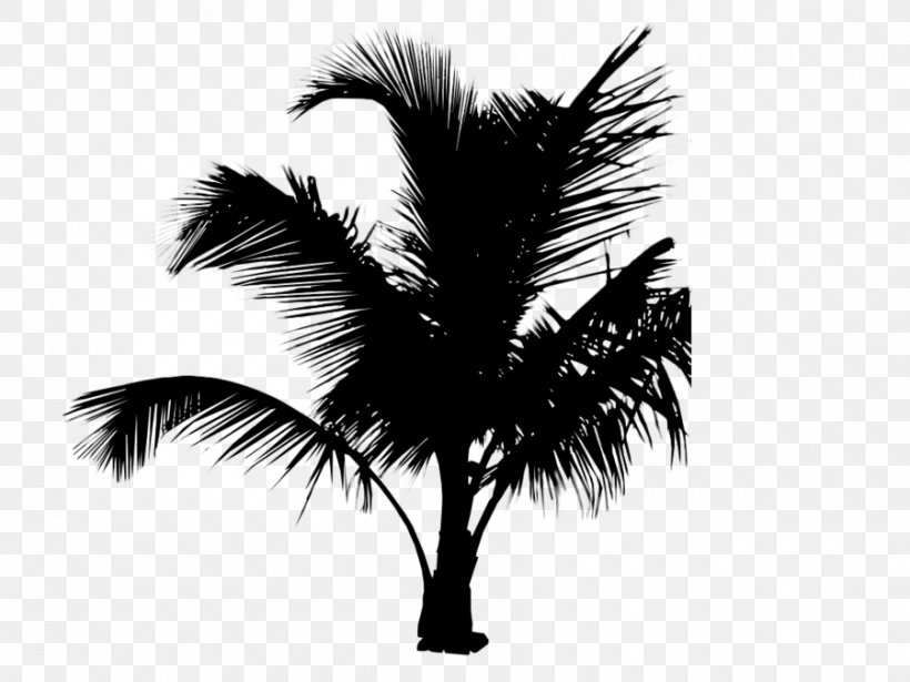 Asian Palmyra Palm Date Palm Desktop Wallpaper Palm Trees Computer, PNG, 900x675px, Asian Palmyra Palm, Arecales, Attalea Speciosa, Blackandwhite, Borassus Download Free