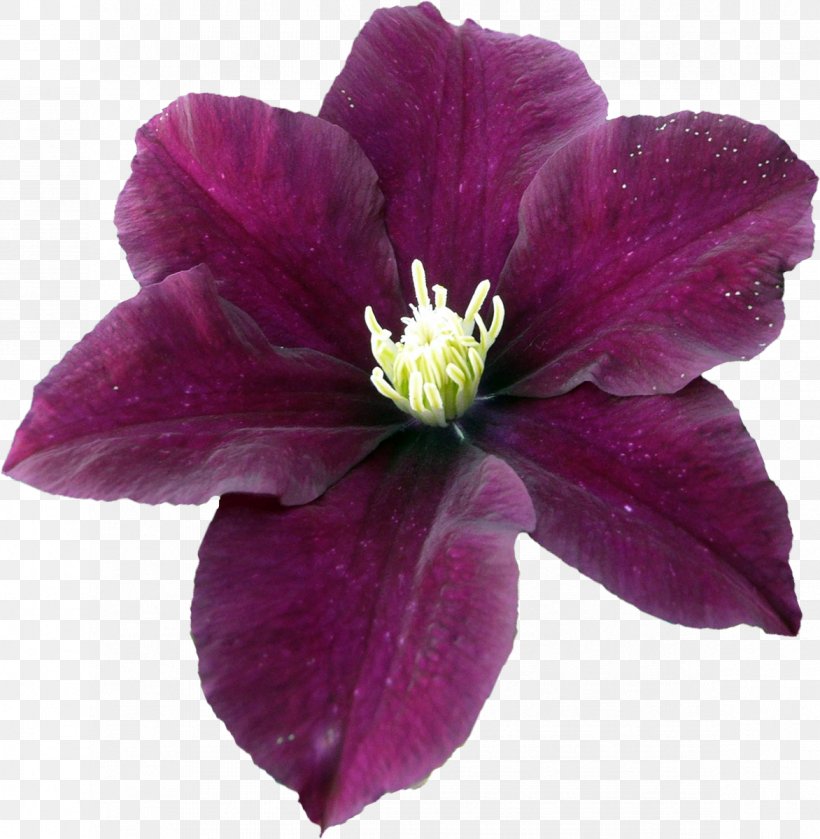 Blog Diary LiveInternet Yandex Clip Art, PNG, 1172x1200px, Blog, Annual Plant, Clematis, Diary, Flower Download Free