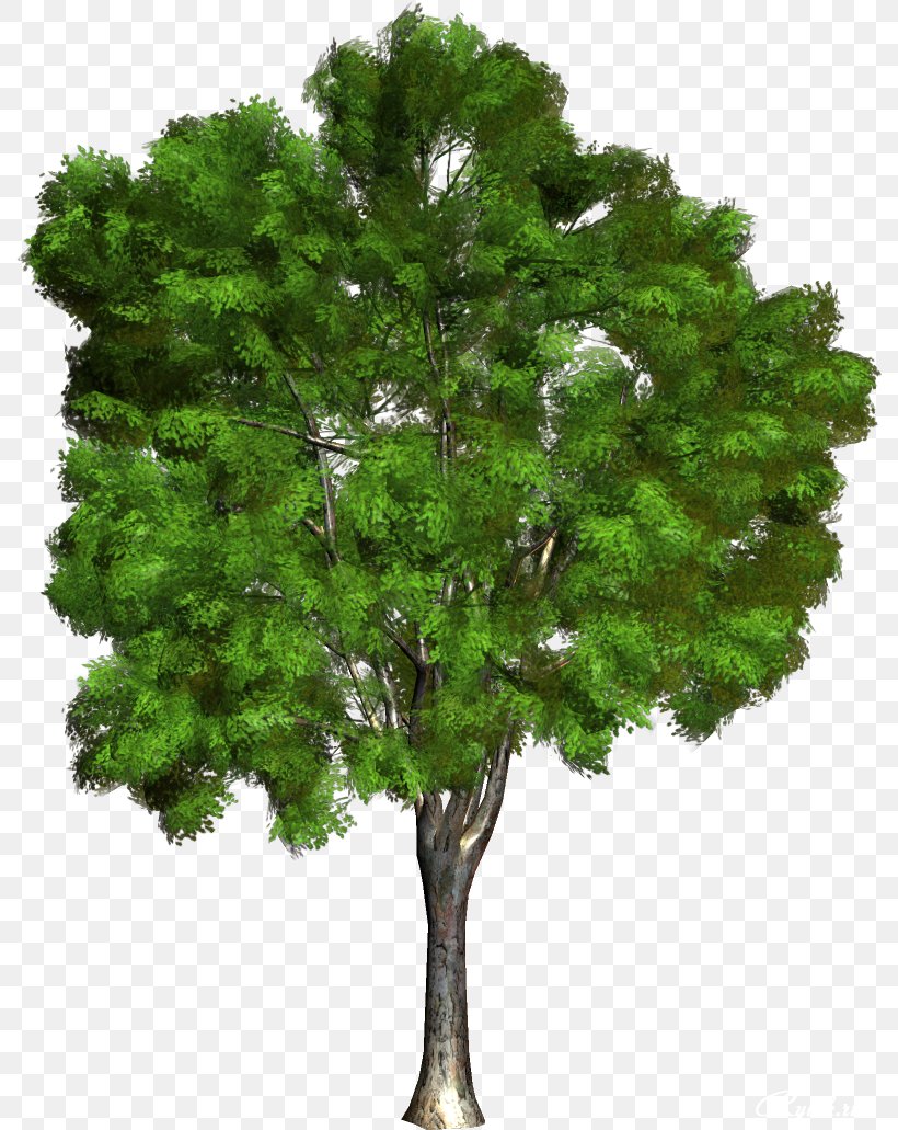 Champak Branch Tree, PNG, 790x1031px, Champak, Botany, Branch, Evergreen, Grass Download Free