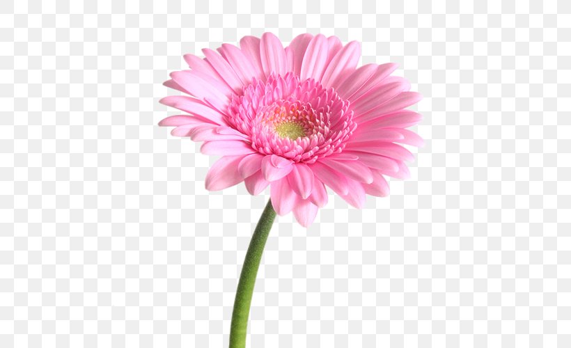 Transvaal Daisy Flower Bouquet Pink Garden Roses, PNG, 500x500px, Transvaal Daisy, Annual Plant, Aster, Chrysanthemum, Color Download Free