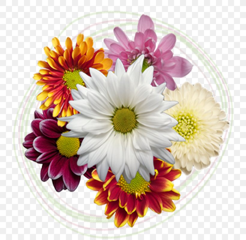 Cut Flowers Floral Design Chrysanthemum Transvaal Daisy, PNG, 800x800px, Cut Flowers, Aster, Chrysanthemum, Chrysanths, Daisy Download Free