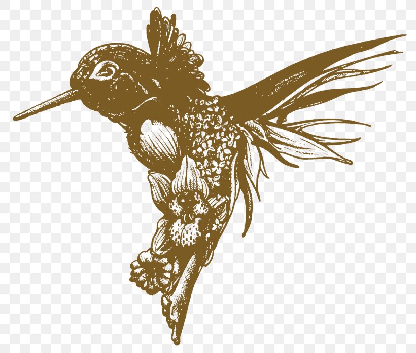 Hummingbird Flower Drawing Image, PNG, 800x697px, Hummingbird, Art, Beak, Bird, Bird Of Prey Download Free