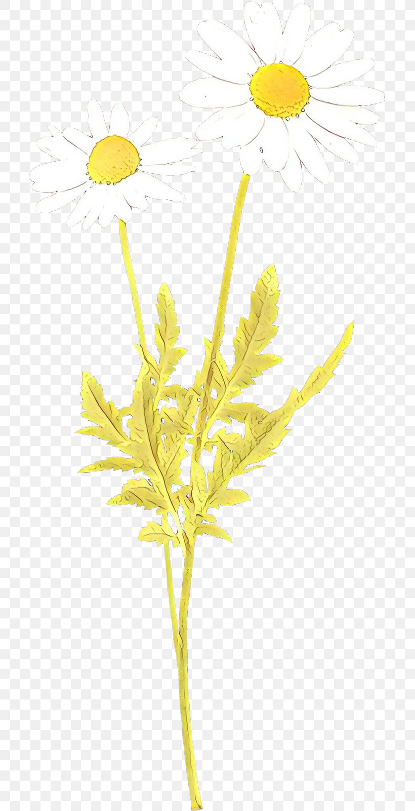 Yellow Plant Flower Leaf Pedicel, PNG, 705x1600px, Yellow, Flower, Goldenrod, Leaf, Pedicel Download Free