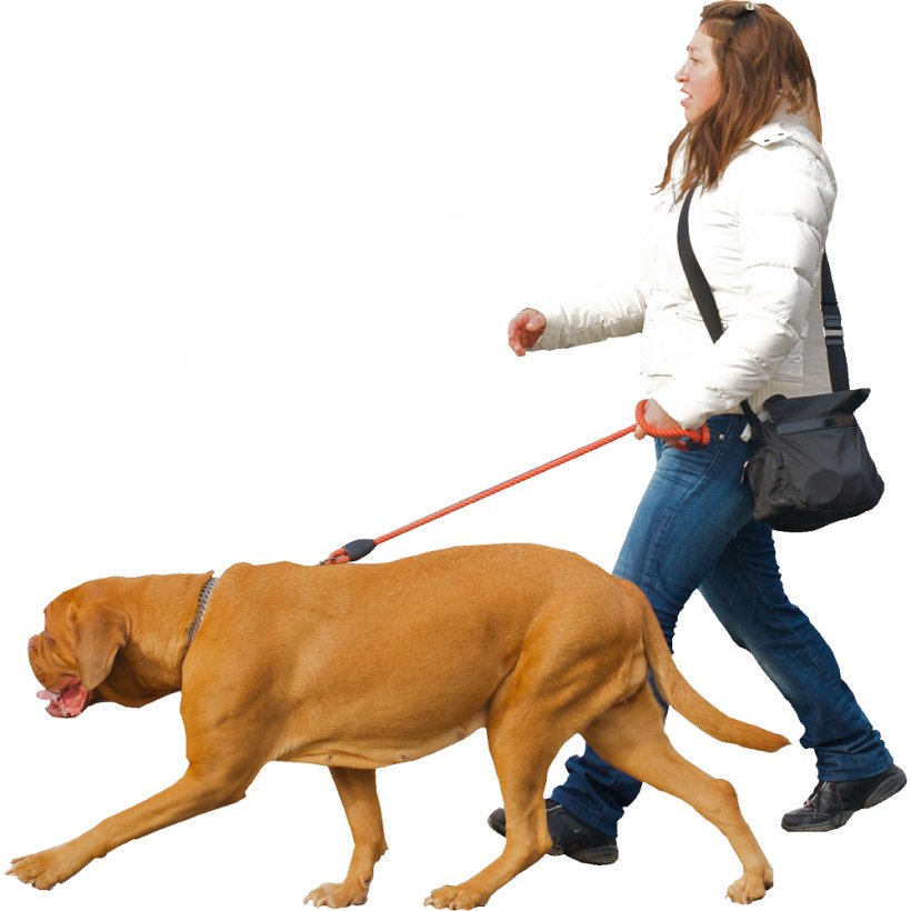Dog Walking Puppy Dog Collar Dog Training, PNG, 1000x1000px, Dog, Bark, Carnivoran, Collar, Dog Breed Download Free