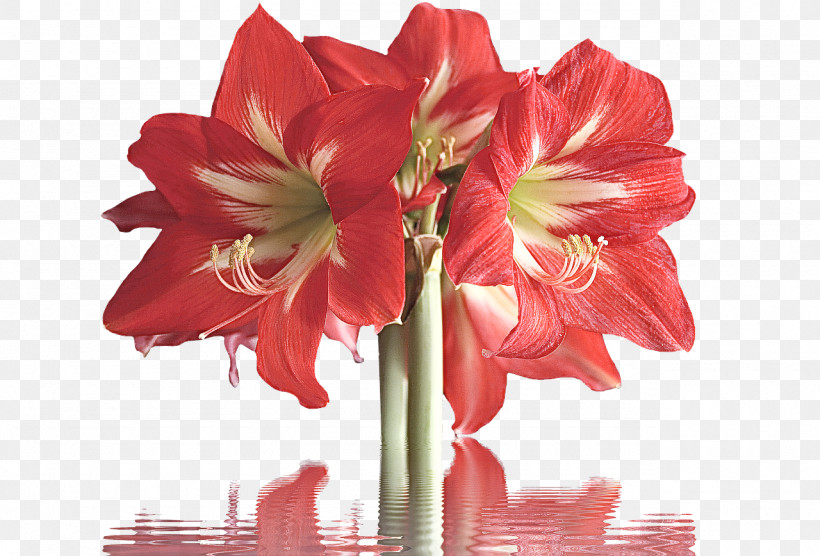Flower Bouquet, PNG, 1280x868px, Flower, Amaryllis, Cut Flowers, Floral Design, Flower Bouquet Download Free