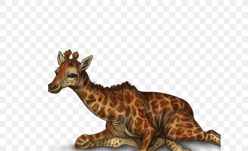 Giraffe Terrestrial Animal Wildlife, PNG, 640x500px, Giraffe, Animal, Fauna, Giraffidae, Mammal Download Free