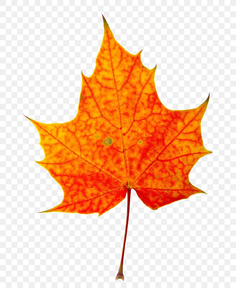 Maple Leaf, PNG, 710x1000px, Maple Leaf, Autumn, Autumn Leaf Color, Leaf, Maple Download Free