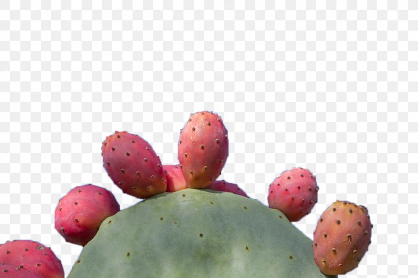 Barbary Fig Cactaceae Download Icon, PNG, 1024x683px, Barbary Fig, Cactaceae, Cactus, Caryophyllales, Data Download Free