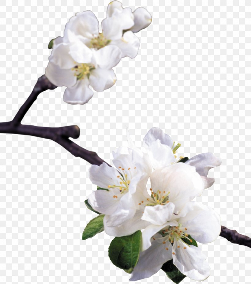Floral Design Blossom Apples Flower, PNG, 905x1024px, Floral Design, Apples, Blossom, Branch, Cerasus Download Free