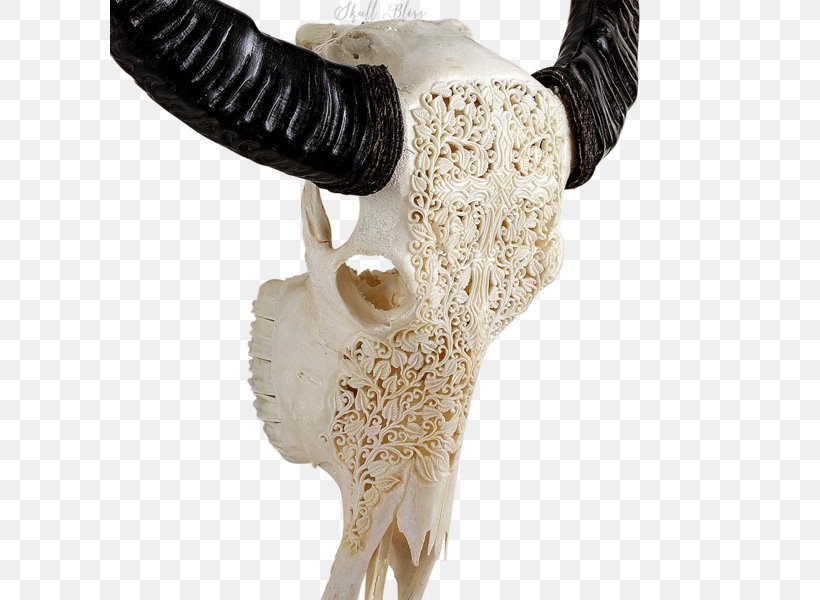 Animal Skulls Horn Bone Skeleton, PNG, 600x600px, Animal Skulls, Animal, Bone, Buffalo, Cattle Download Free