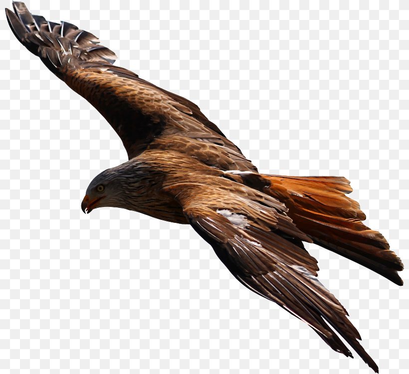 Bird Flight Bald Eagle White-tailed Eagle Gulls, PNG, 800x750px, Bird, Accipitriformes, Bald Eagle, Beak, Bird Flight Download Free