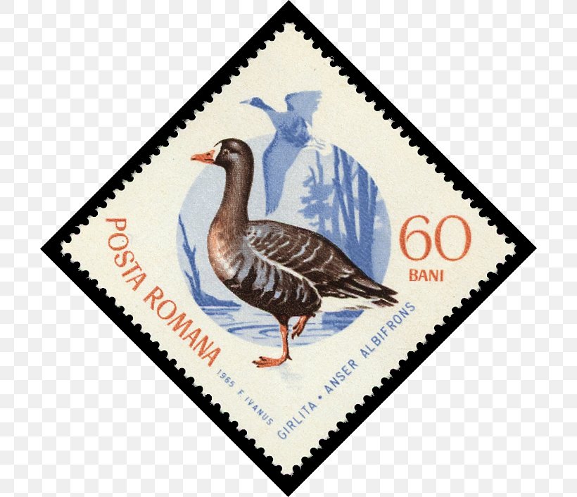Duck Goose Sbeitla 0 Postage Stamps, PNG, 706x706px, Duck, Beak, Belt, Bird, Cleaner Download Free