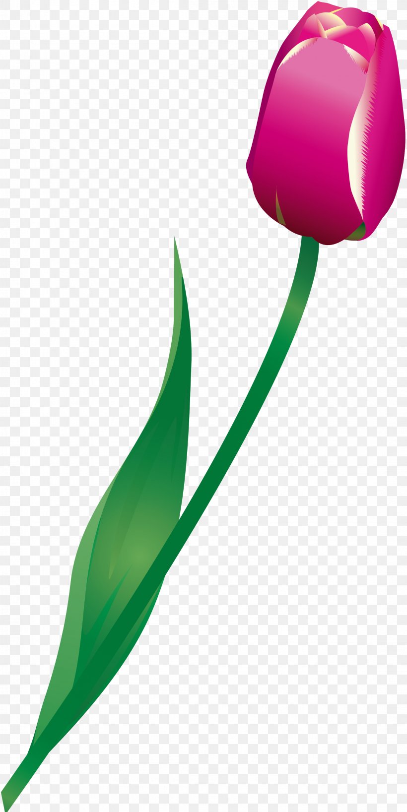 Tulip Flowering Plant Liliaceae, PNG, 2197x4387px, Tulip, Flora, Flower, Flowering Plant, Green Download Free