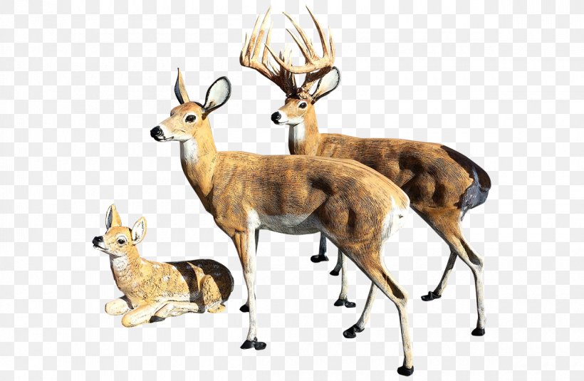 White-tailed Deer Elk Reindeer Antler, PNG, 1200x784px, Deer, Animal Figure, Antelope, Antler, Axis Download Free
