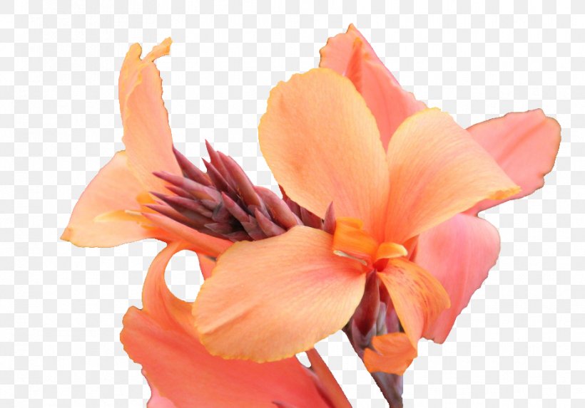 Canna Flower Photography, PNG, 933x652px, Canna, Canna Family, Canna Lily, Cannabis, Chart Download Free