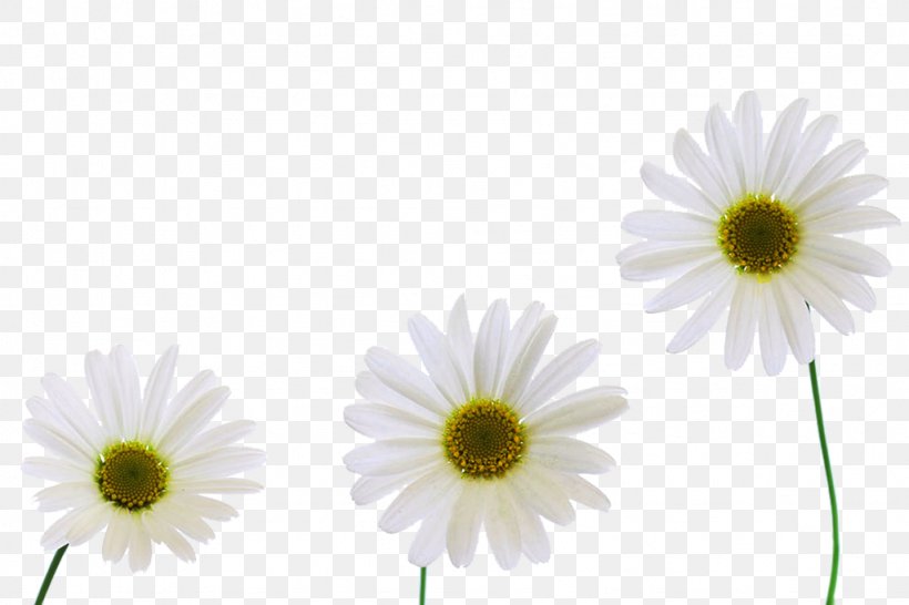 Chrysanthemum Xd7grandiflorum Carnation Oxeye Daisy, PNG, 1024x683px, Chrysanthemum Xd7grandiflorum, Animation, Carnation, Chrysanthemum, Chrysanths Download Free