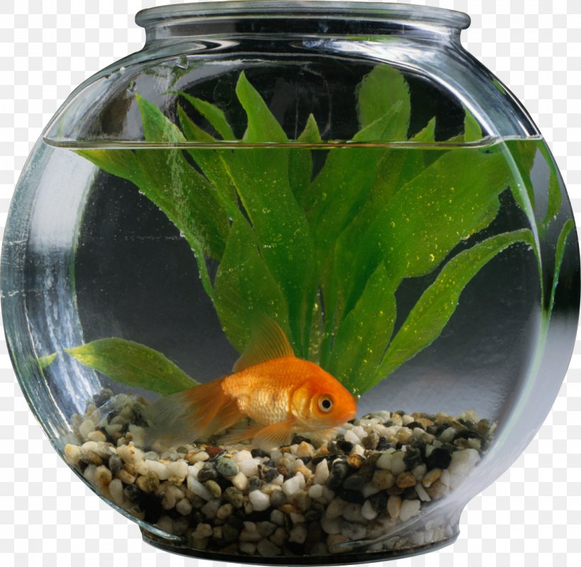 Goldfish Aquarium Tropical Fish Pet, PNG, 1107x1080px, Goldfish, Aquarium, Bony Fish, Cat, Discus Download Free