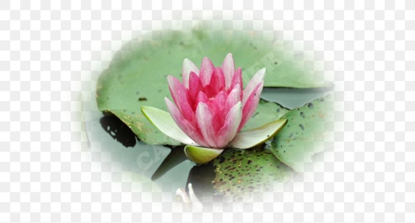 Petal Flower Water Lilies, PNG, 600x441px, Petal, Academic Library, Aquatic Plant, Aquatic Plants, Christmas Download Free