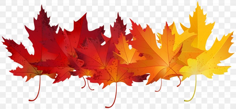 Autumn Leaf Color Clip Art, PNG, 8000x3706px, Autumn Leaf Color, Autumn, Blog, Drawing, Leaf Download Free
