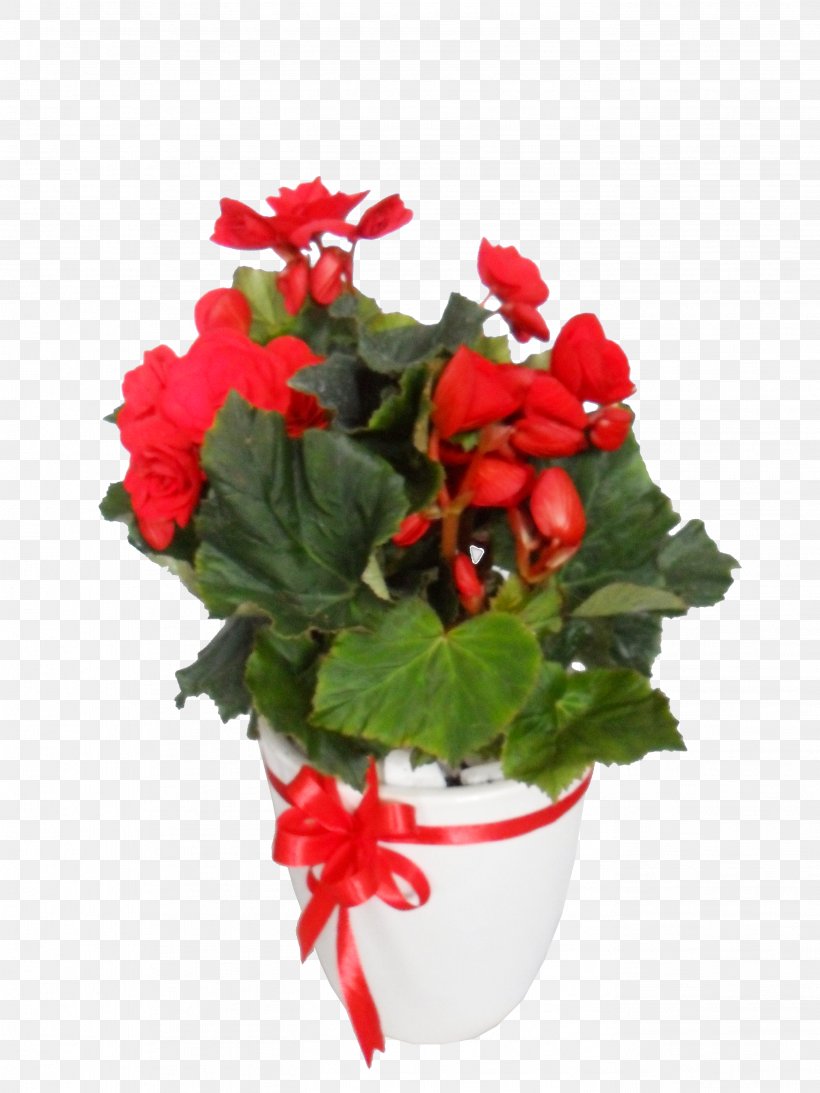 Mercado Jamaica Rose Gift Flower Floristry, PNG, 2736x3648px, Mercado Jamaica, Annual Plant, Begonia, Color, Cut Flowers Download Free