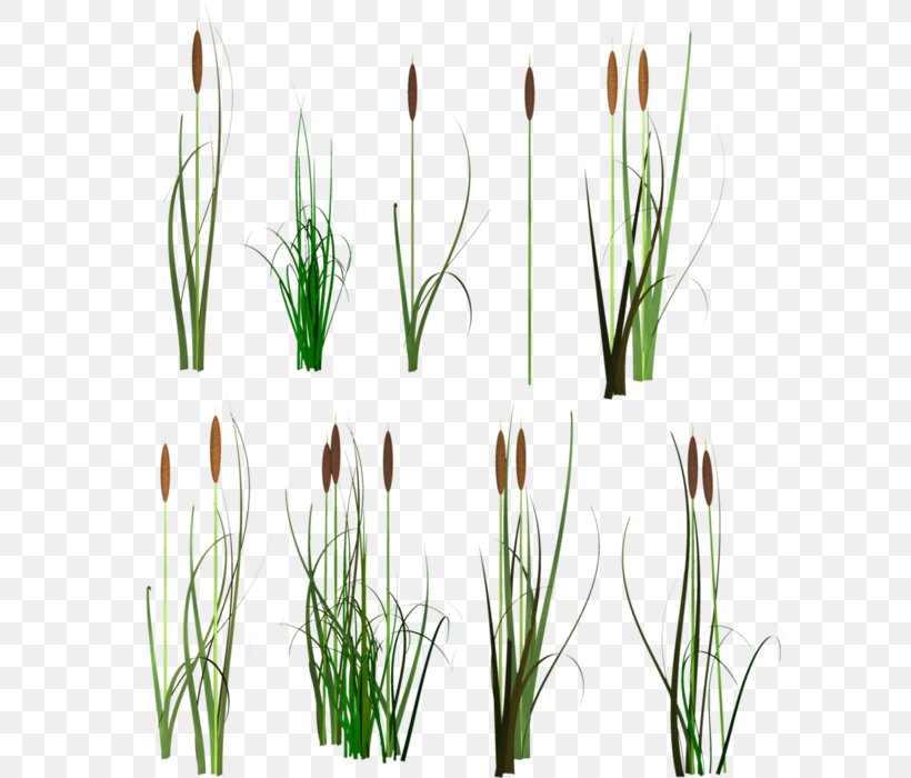 Scirpus Clip Art, PNG, 598x700px, Scirpus, Chives, Commodity, Computer Font, Digital Image Download Free