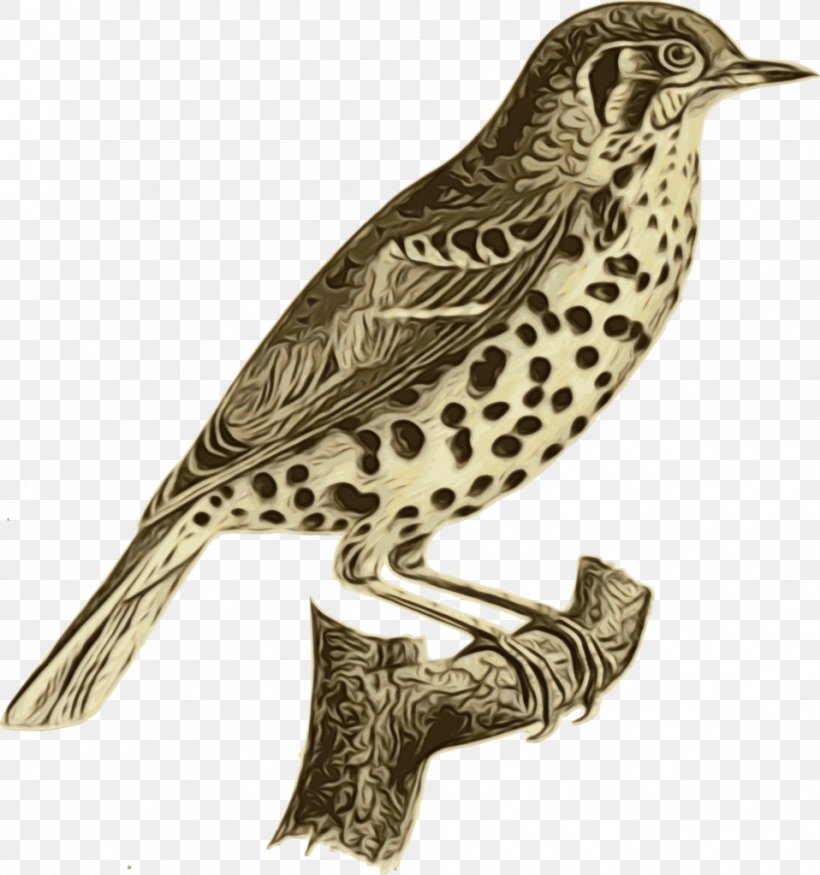 Bird Beak Wood Thrush Brown Thrasher Peregrine Falcon, PNG, 958x1023px, Watercolor, Beak, Bird, Brown Thrasher, Cuckoo Download Free