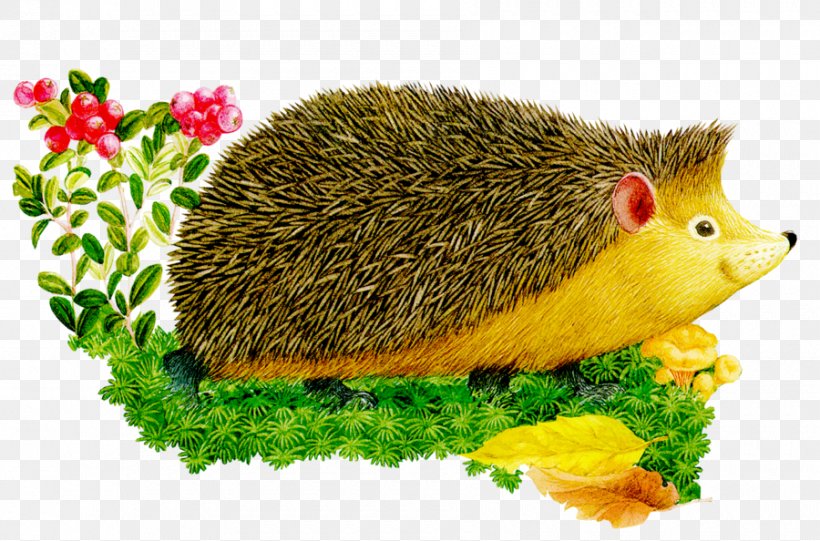 European Hedgehog Animal Alphabet For Children., PNG, 900x594px, Hedgehog, Animal, Child, Domesticated Hedgehog, Drawing Download Free