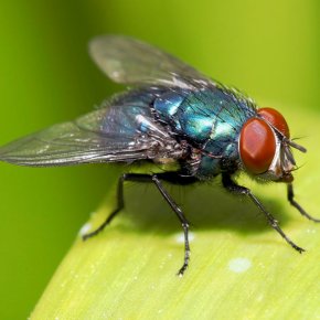 Lesser House Fly Images, Lesser House Fly Transparent PNG, Free download