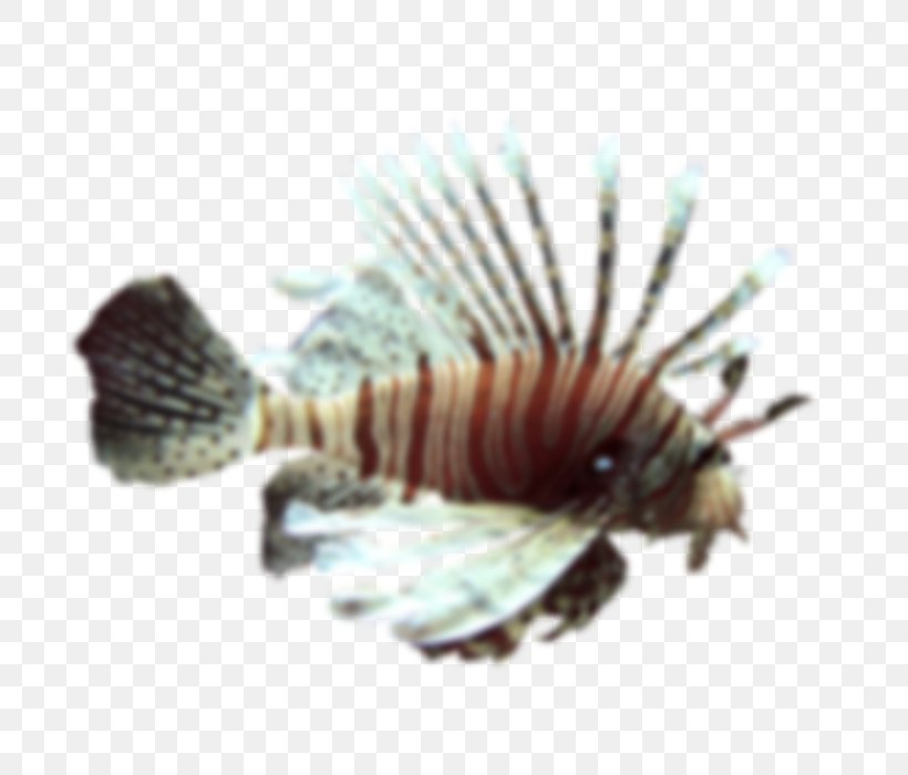 Invertebrate .cf Fish, PNG, 700x700px, Invertebrate, Fish, Organism Download Free