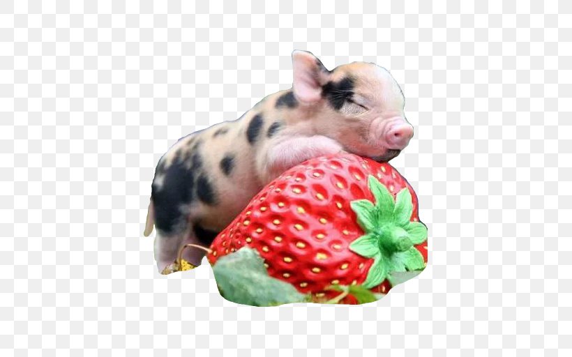 Miniature Pig Pennywell Farm Guinea Pig Cuteness, PNG, 512x512px, Miniature Pig, Animal, Breed, Cat, Cuteness Download Free