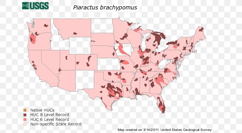 Piaractus Brachypomus Invasive Species Tambaqui Indigenous Texas, PNG, 700x450px, Piaractus Brachypomus, Area, Characidae, Conservation, Fish Download Free