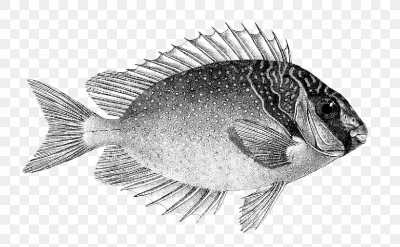 Pinspotted Spinefoot Siganus Virgatus Fish Siganus Spinus Blotched Foxface, PNG, 850x525px, Pinspotted Spinefoot, Black And White, Blotched Foxface, Common Name, Drawing Download Free